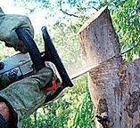 How Our Tree Care Process Works  in  Flagler Beach, FL