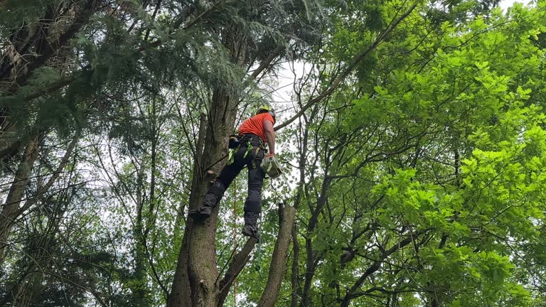 Best Weed Control  in Agler Beach, FL